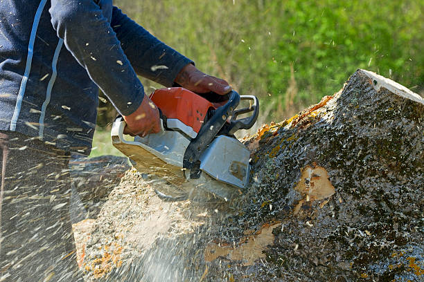 Best Tree Pruning Services  in Berrien Springs, MI